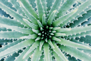 aloe